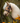 Hobby horse head with bridle and reins in a natural setting with flowers.