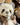 Charlie Bears