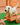 Knitted dog on a wooden cart with a wooden fence in the background