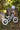 A small children's balance bike in a pale lavender-purple color with cream tires, a cream saddle, and a small wicker basket on the front, displayed outdoors on a grassy ground between two tree stumps with a matching helmet on top.