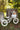 A small white balance bike with a wicker basket on the front, displayed outdoors on grass in front of tree stumps with a lush green garden background.
