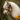 Hobby horse head with bridle and reins in a natural setting with flowers.