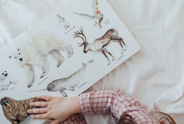 Paige Tate & Co, Our Big Book of Animals - Board Book
